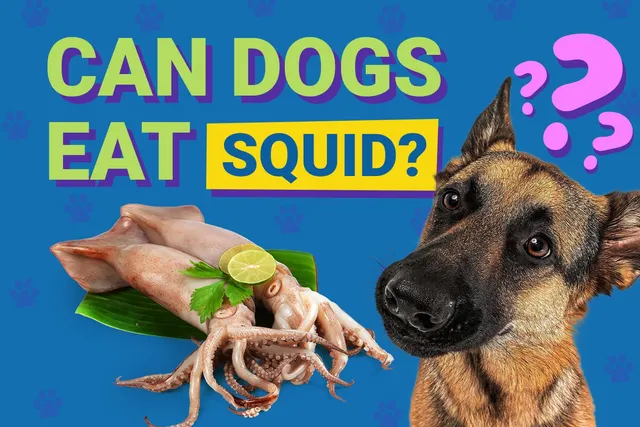 Can Dogs Eat Squid? Vet-Verified Health Benefits & FAQ