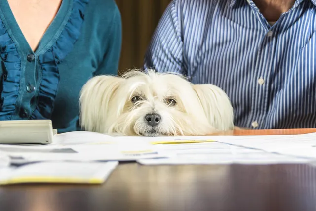 The Rise of the Pet-Nup – Insanity or Common Sense?