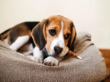 Are Bully Sticks Good for Dogs? Know Before You Get Some (Vet-Reviewed Info)