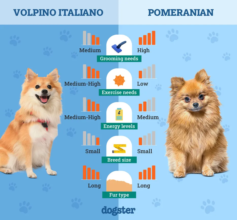 Dogster_Side by Side Comparison_Volpino Italiano vs Pomeranian