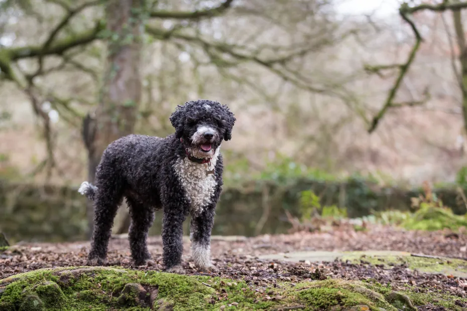 Spanish Water Dog standing in the middle of the forest