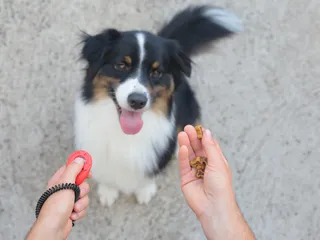 How to Clicker Train Your Dog: Basics & Vet-Verified Guide