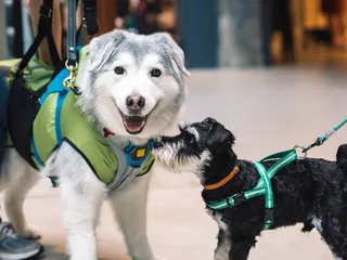 The Consequences of Dog Inbreeding: Vet-Verified Problems & Risks