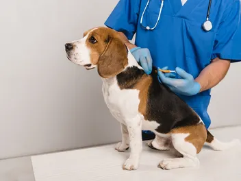 How Much Does It Cost to Microchip a Dog at PetSmart? 2024 Update (Vet-Reviewed)