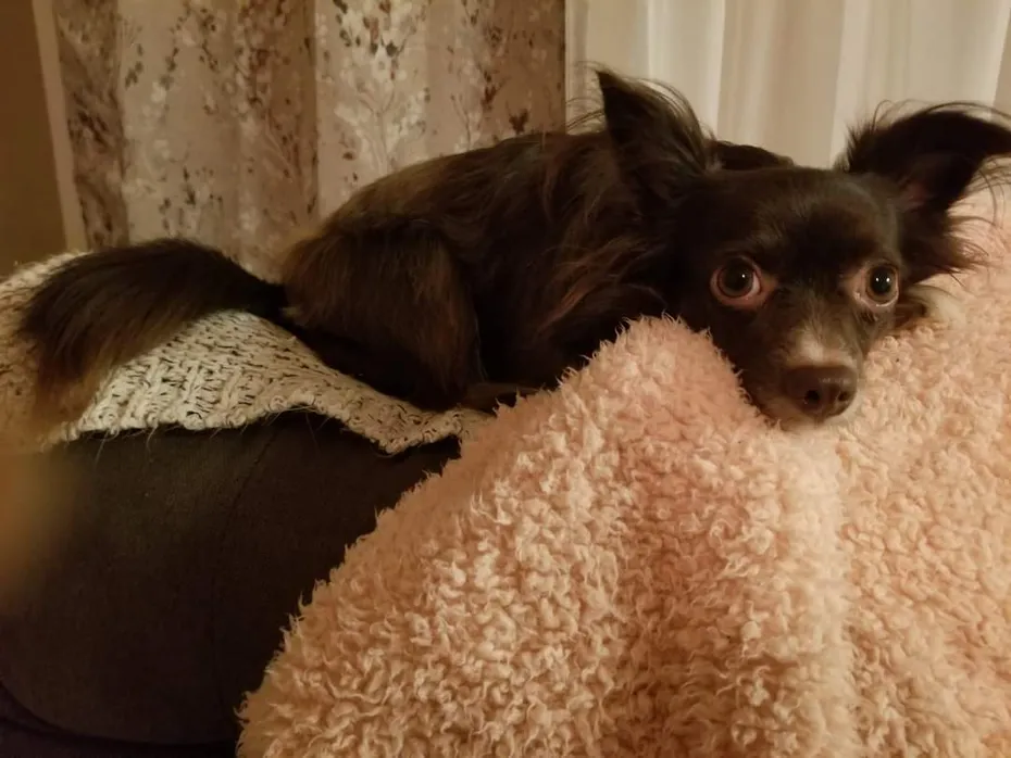 Penny's favorite spot on the couch
