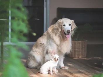 Can a Small Dog Get Pregnant by a Large Dog? Vet-Verified Risks