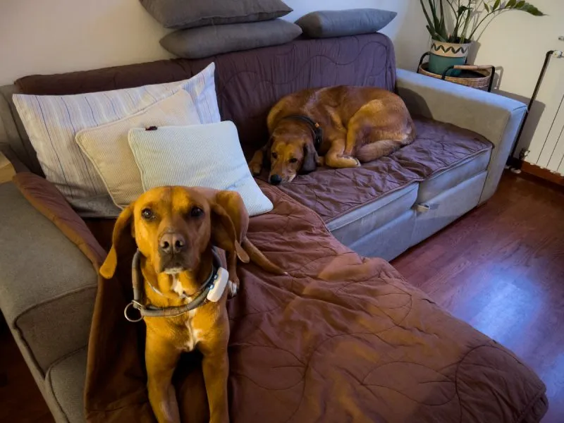Hela and Lava lying on the sofa