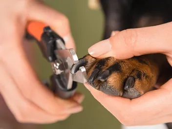 How to Trim Your Dog’s Nails at Home: Vet-Approved Step-by-Step Guide