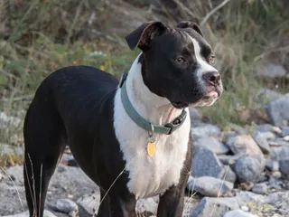 Valley Bulldog: Info, Pictures, Facts, & Traits