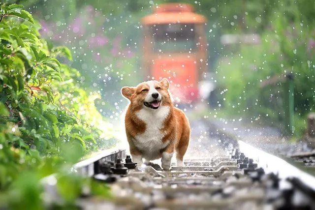 My Dog Won’t Pee in the Rain, What Do I Do? 4 Solutions That Can Help