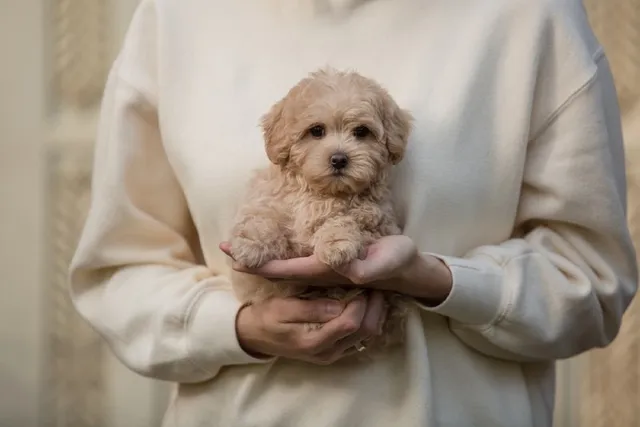How Much Does It Cost to Own a Maltipoo in 2026? Price Guide