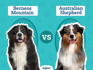 Bernese Mountain Dog vs Australian Shepherd: The Differences (With Pictures)
