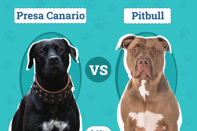 Presa Canario vs Pitbull: Notable Differences (With Pictures)