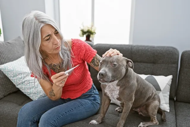 How to Comfort a Dog With a Fever: 3 Vet-Approved Tips