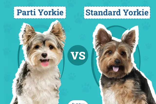 Parti Yorkie vs. Standard Yorkie: Key Differences (With Pictures)