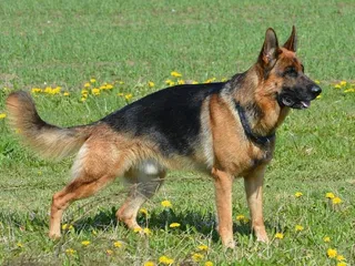 20 German Dog Breeds (With Info & Pictures)