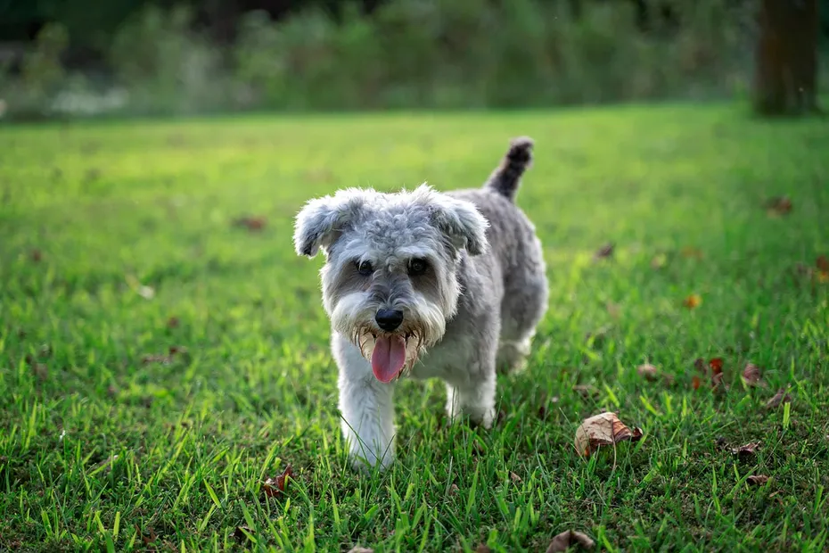 snorkie mix