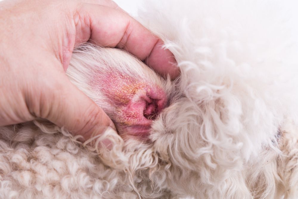 Dog ear hematoma