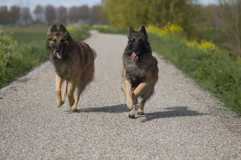 two Belgian Shepherd Tervuren dogs running outside