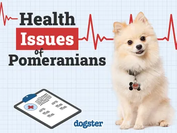 Pomeranian Health Problems: 8 Common Concerns