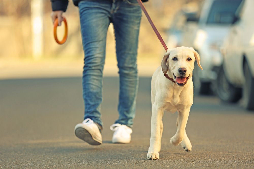 male owner walking his labrador retriever dog in the city