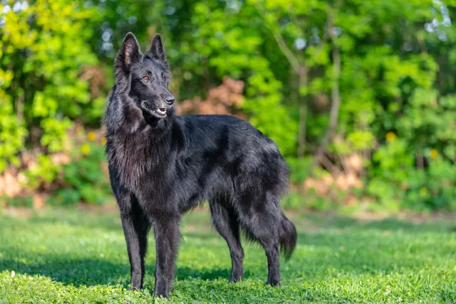 Belgian Shepherd Groenendael: Breed Info, Pictures, Facts & Traits
