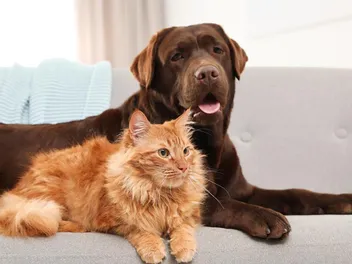 Are There More Cats or Dogs in the World? 2026 Statistics Update