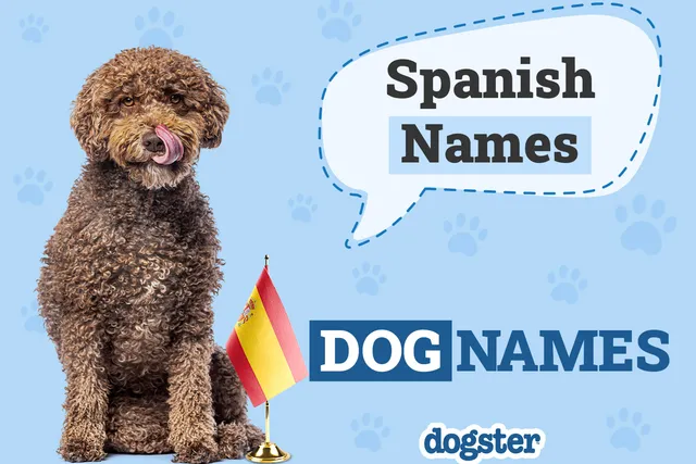 250+ Spanish Dog Names With Meanings for Male & Female Dogs