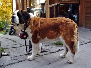 Why Do St. Bernards Have Barrel Collars? Facts & History