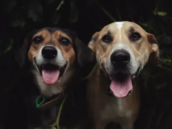 Unleashing the Fun: Why Rosa & Mac Live for Doggy Daycare