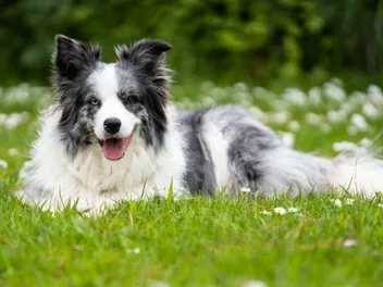 Are Border Collies Good for First-Time Dog Owners? Important Answer!