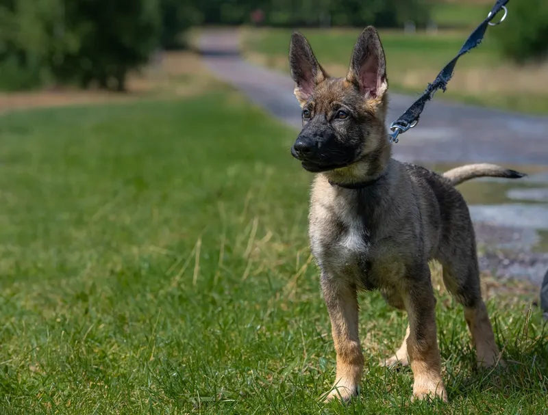 Reactive 11-week-old German Shepherd puppy on a leash