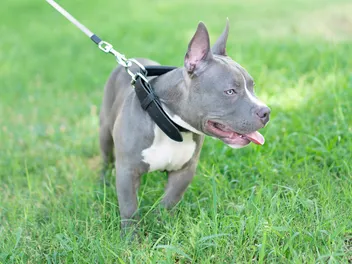 Pocket Pitbull Dog Breed: Info, Pictures, Care Guide & More