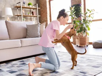 Is a Dachshund a Good Apartment Dog? Doxie Characteristics & Facts