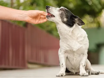 Trifexis for Dogs: Our Vet Explains the Uses & Efficacy
