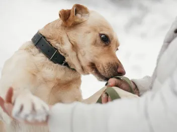 What Is a Diabetes Alert Dog & How to Get One? Vet-Verified Facts & FAQ