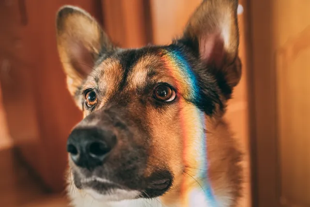 Are Dogs Color Blind? Vet-Approved Vision Facts