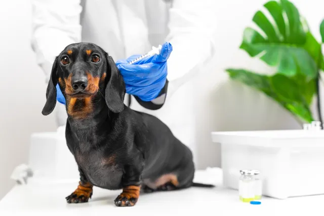 Lepto Vaccine for Dogs: What to Know & Side Effects (Vet Answer)