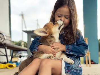 Do Corgis Like to Cuddle More Than Other Dogs? Interesting Answer!