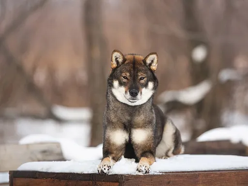 Shikoku
