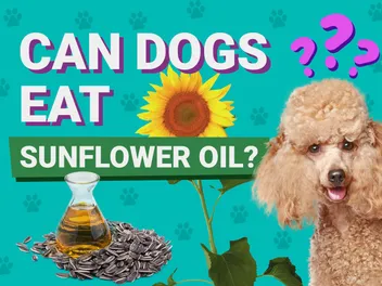 Can Dogs Eat Sunflower Oil? Vet Reviewed Facts & FAQ
