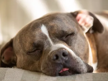 Your Dog Falls Asleep in 30 Seconds—You Take 30 Minutes. Here's Why