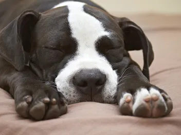 Why Is My Pitbull Snoring? 10 Vet-Approved Common Reasons