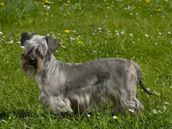 Cesky Terrier Dog Breed: Info, Pictures, Facts & Traits