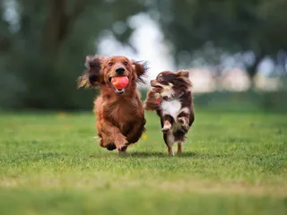 22 Popular Miniature Dog Breeds (With Info & Pictures)
