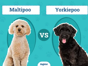 Maltipoo vs Yorkiepoo: The Differences (With Pictures)