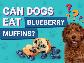 Can Dogs Eat Blueberry Muffins? Vet-Verified Nutrition Facts & Alternatives