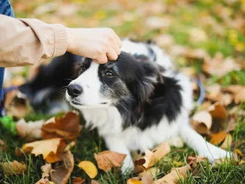 Do Dogs Know Their Name? Explained By Science
