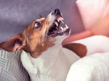 Possessive Aggression in Dogs: How to Prevent & Stop It!
