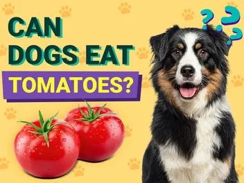 Can Dogs Eat Tomatoes? Health & Nutrition Facts